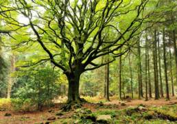 Foret de Broceliande