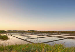 Saline de Guérande