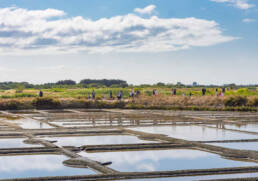 Visite guidée des marais salants avec un paludier